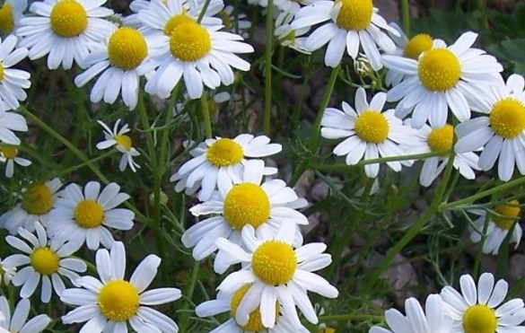 Chamomilla y Homeopatía