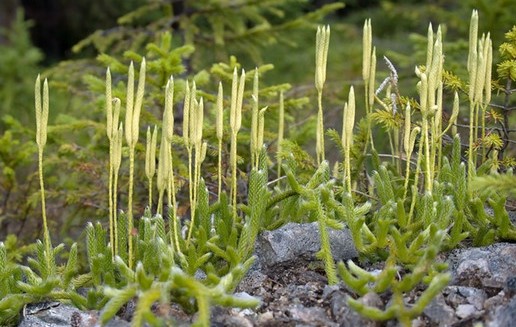 Lycopodium y Homeopatía