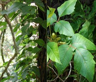 Rhus toxicodendron