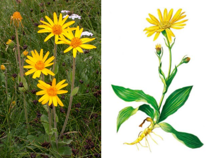Arnica montana
