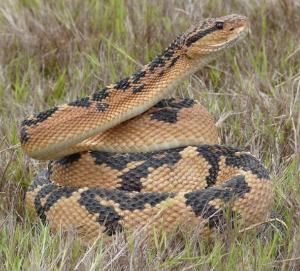 Lachesis trygonocephalus, Lachesis Mutus, Lachesis Rhombeatus, Crótalus Matus o Surucuco