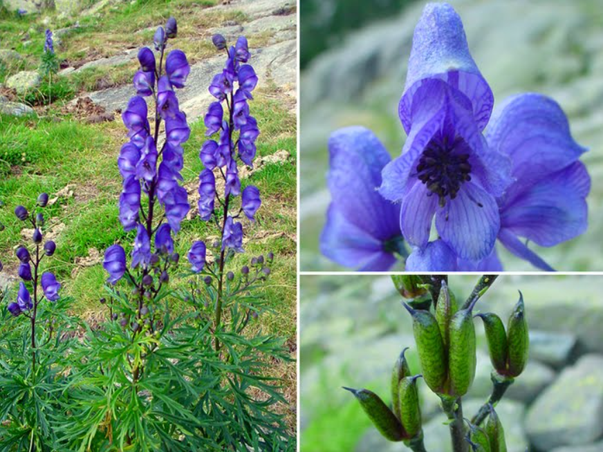 Aconitum Napellus